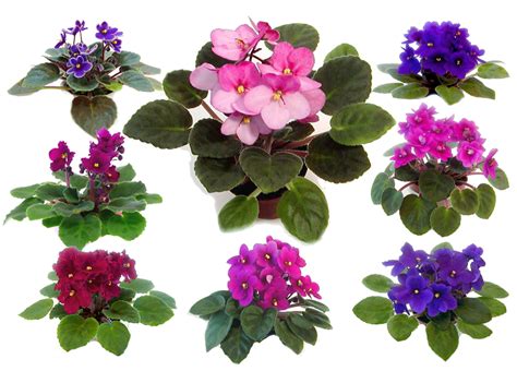 Party Pack Of 2 In Optimara Mini Violets