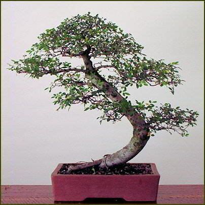 Informal Upright Bonsai Moyogi