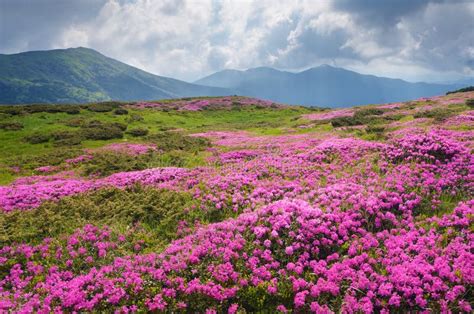 Large Field Of Pink Flowers In The Mountains Stock Image Image Of