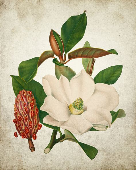 Magnolia Botanical Print Magnolia Art Print Flower Print | Etsy