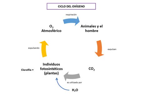 Ciclo Biogeoqu Micos Coggle Diagram Gambaran