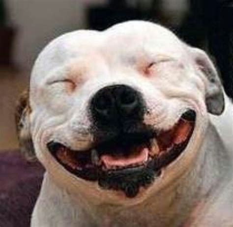 Cheese Smiling Animals Smiling Dogs Animals And Pets Funny Animals