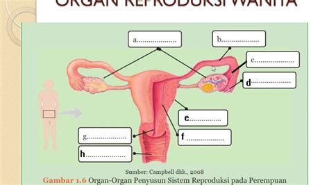 Organ Penyusun Sistem Reproduksi Wanita Contoh Soal Skb Hot Sex