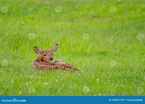 White Tailed Deer Fawn Bedded Down In An Open Meadow Stock Image