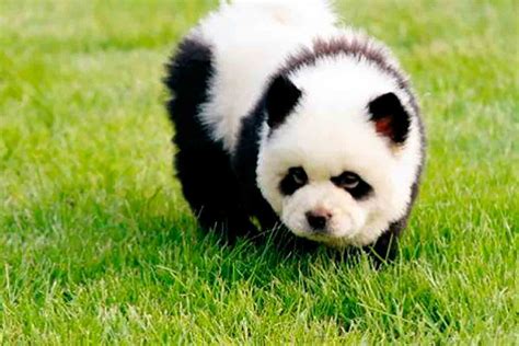 Cachorros Pandas A Nova Loucura Chinesa Greenme