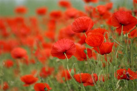 Free Photo Poppy Field Of Poppies France Free Image On Pixabay