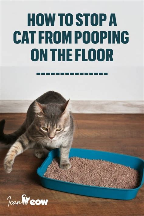 How To Stop A Cat From Pooping On The Floor Cats Cat Poop Cat
