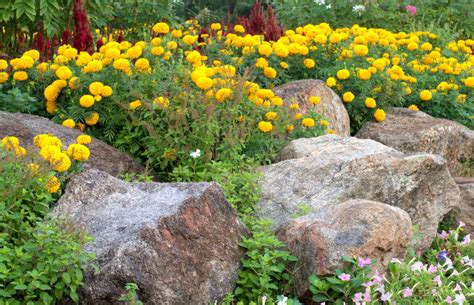 Plants That Work Best For Your Rock Garden Southeast Agnet