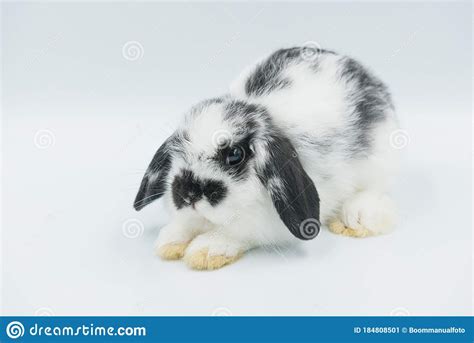Rabbit Sleep On Ground Bunny Pet Stock Image Image Of Animals