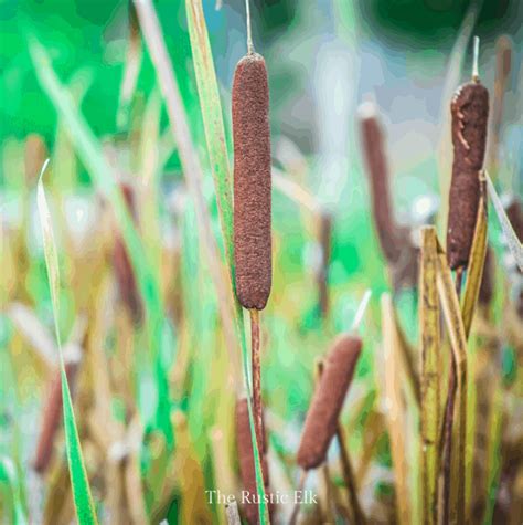How To Eat Cattails The Rustic Elk