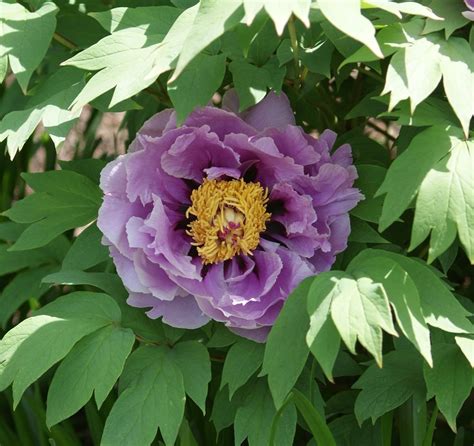 Visit My Garden Japanese Tree Peonies At Olbrich