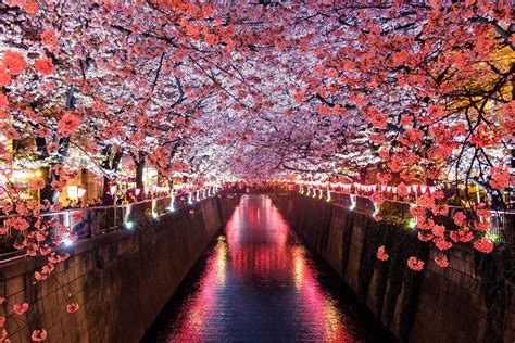 15 Best Places To See Cherry Blossoms In Tokyo 2019