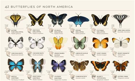 North American Butterflies In Animated  Animated Infographic