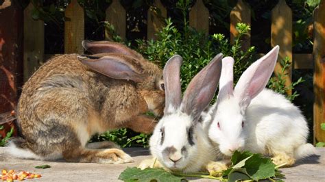 The rabbit breed that makes the best pet