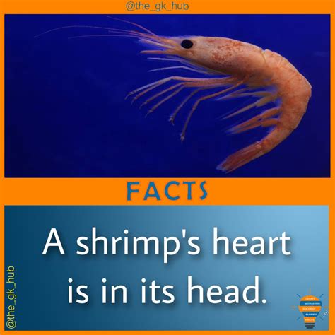 Fact About Shrimps In 2020 Facts Fun Facts Did You Know Facts