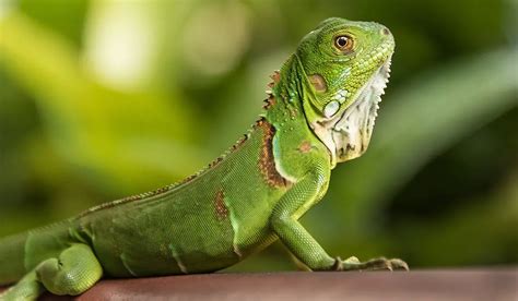 Espécies De Iguana Lista Com Tipos Nomes E Fotos Mundo Ecologia