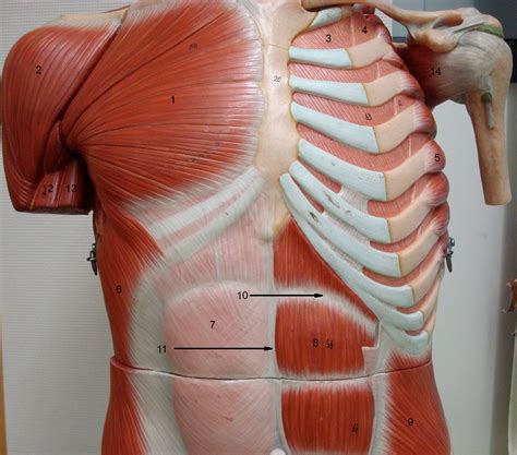 Chest Muscles Anatomy Labeled Shoulder Muscles And Chest Human