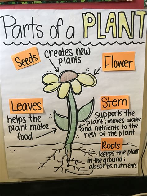 Parts Of A Plant Anchor Chart First Grade Science