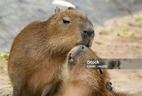 Two European Beavers Hugging On Each Other Outside Stock Photo