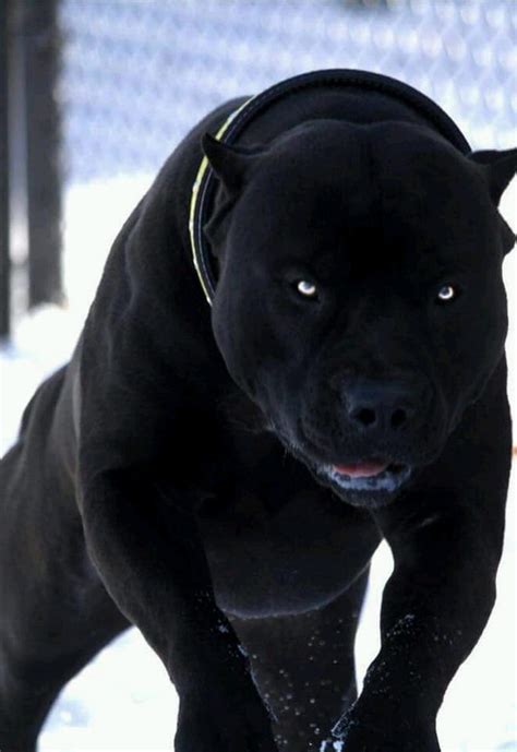 720p Free Download Pit Bull Black Dog Dogs Pitbull Hd Phone