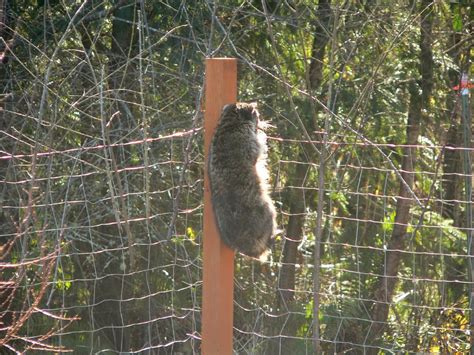 The New Dharma Bums: Not Raccoon-Proof Fence