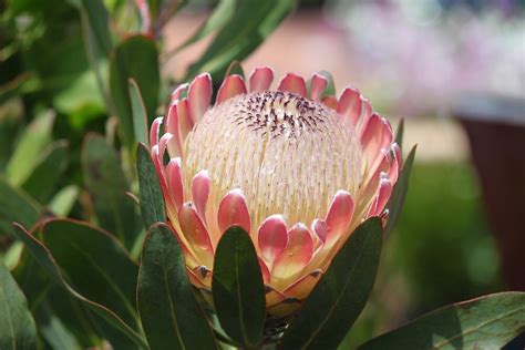 Protease inhibitors are a class of hiv medication. "Protea Magnifica ~ Queen Protea" by Jenny Matthews ...