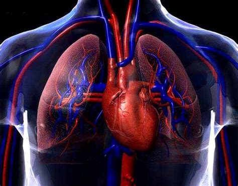 Sistema Cardiovascular Click Estudante