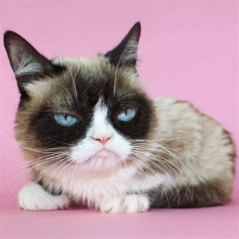 Grumpy Cat Becomes Broadway Star As She Joins The Cast Of Cats
