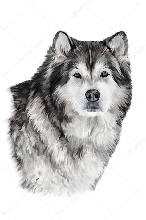 The dog holds an image of a. Drawing Dog Alaskan Malamute — Stock Photo © averyanova ...