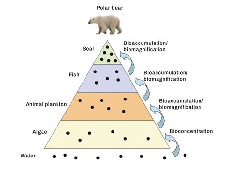 Polar Bear Food Chain Diagram