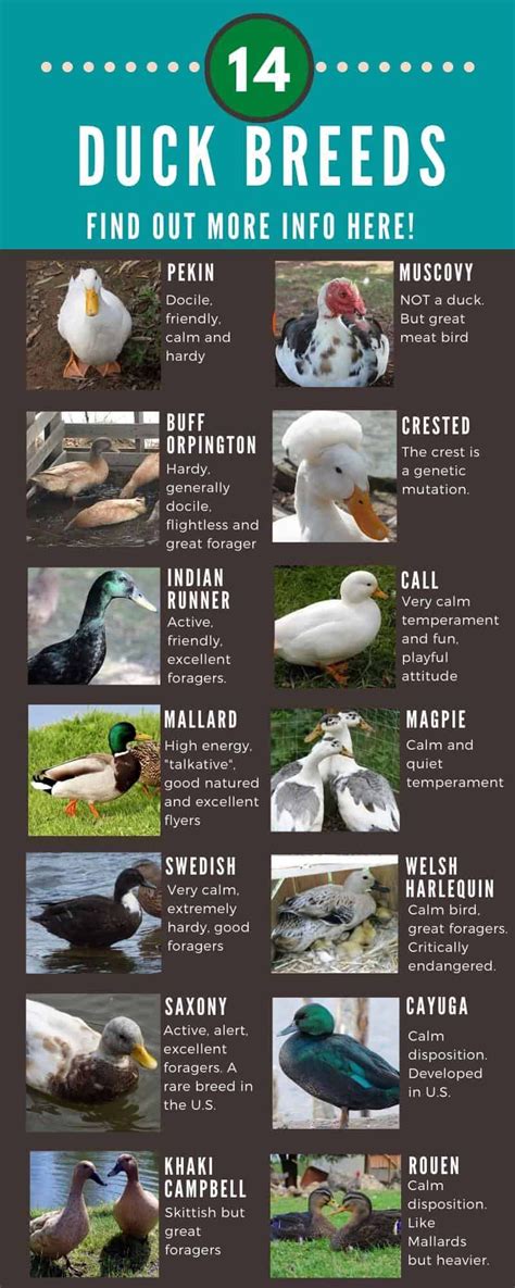 Duck Breeds 14 Breeds You Could Own And Their Facts At A Glance Duck Breeds Backyard Ducks