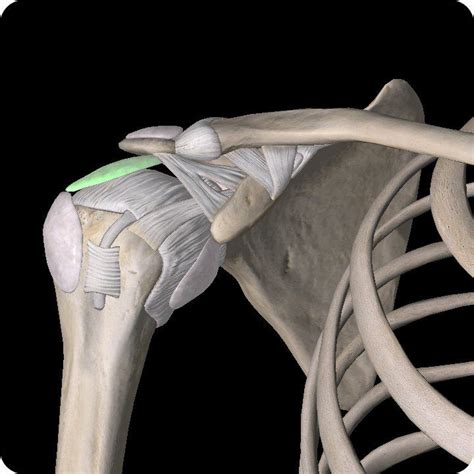 Shoulder Pain Subacromial Bursitis An Msk Therapy View