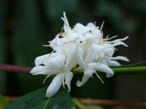 National Flower Of Yemen Coffee Arabica Blossoms Symbol Hunt
