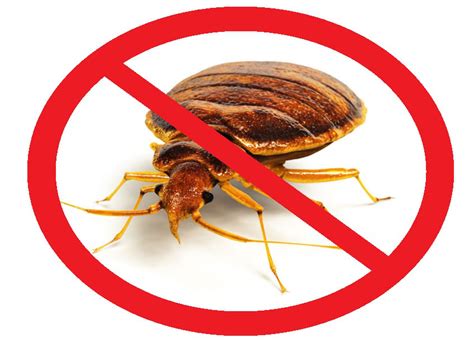 See more of oviedo pest control 407 542 5917 on facebook. Ormond Beach FL | $199 Bed Bug Heat Treatment Rentals - BED BUGS FLORIDA | Affordable Bed Bug ...