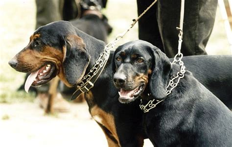 polish hound dog breed standards
