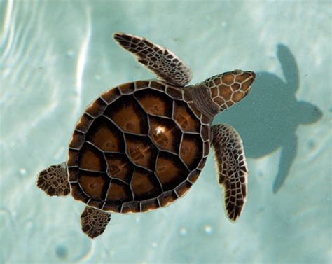 Turtles Top View Stock Photos Pictures And Royalty Free Images Istock