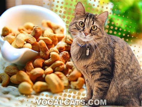 Can Cats Eat Peanuts 10 Dangers Every Cat Owner Should Know Vocal Cats