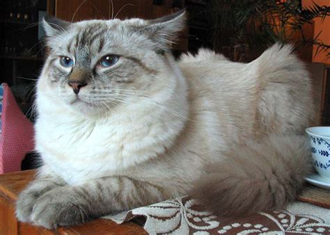 Colors And Varietes Of Ragdoll Breed Ragdolls Cattery Faelis