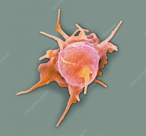 Blood Platelet Sem Stock Image C0234171 Science Photo Library