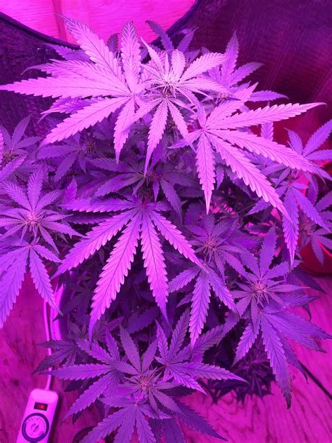 Crop King Seeds Purple Kush Grow Diary Journal Week14 By Hutch80