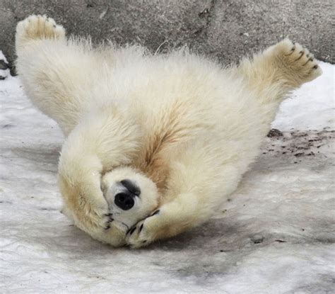 Amper Bae Polar Bear Cubs