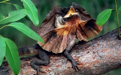 Frilled Lizard Facts And Pictures Reptile Fact