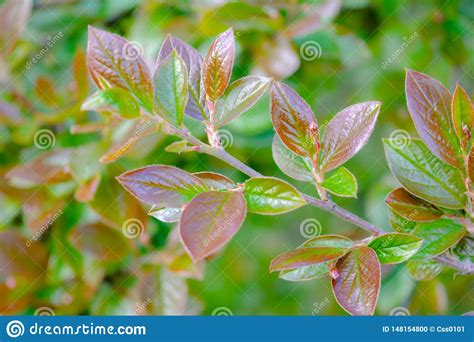 Nature In Springtime With Young Leaves On Bush Branches Stock Photo