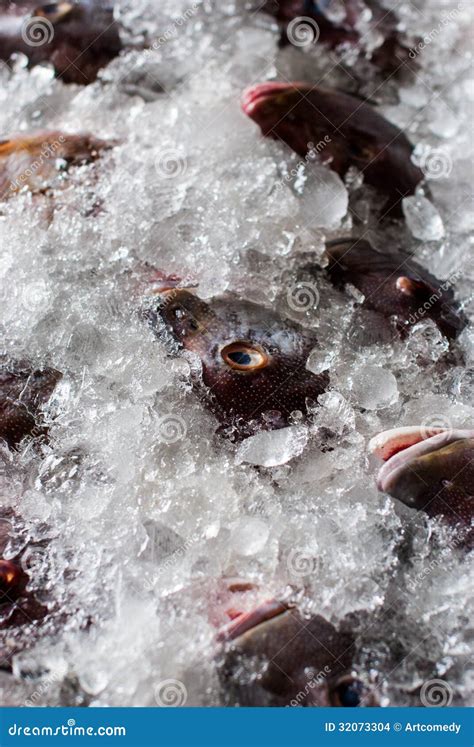 Fresh Fish On Ice Stock Photo Image Of Display Face 32073304