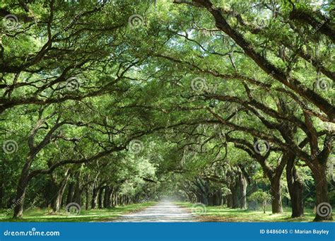 Oak Trees Along Country Road Stock Image Image Of Summer Lane 8486045