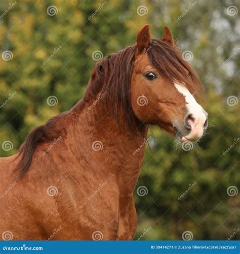 Portrait Of Chestnut Welsh Pony Stock Image Image 30414271