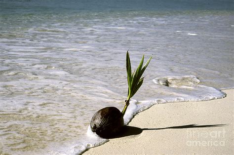 Coconut Sprouting On Beach Photograph By John Kaprielian Pixels