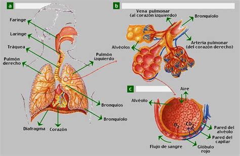 Apb2 El Sistema Respiratorio Humano Sistema Respiratorio