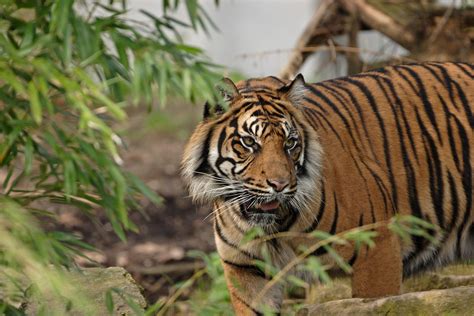 Tiger Safari Tours India Wildlife Tour Packages