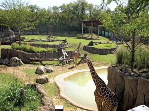 Dallas Zoo 🦒 Fort Worth Zoo 🦛 Dallas Aquariums 🐟 Wildlife And Petting